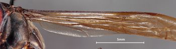 Media type: image;   Entomology 33149 Aspect: Wing hind
